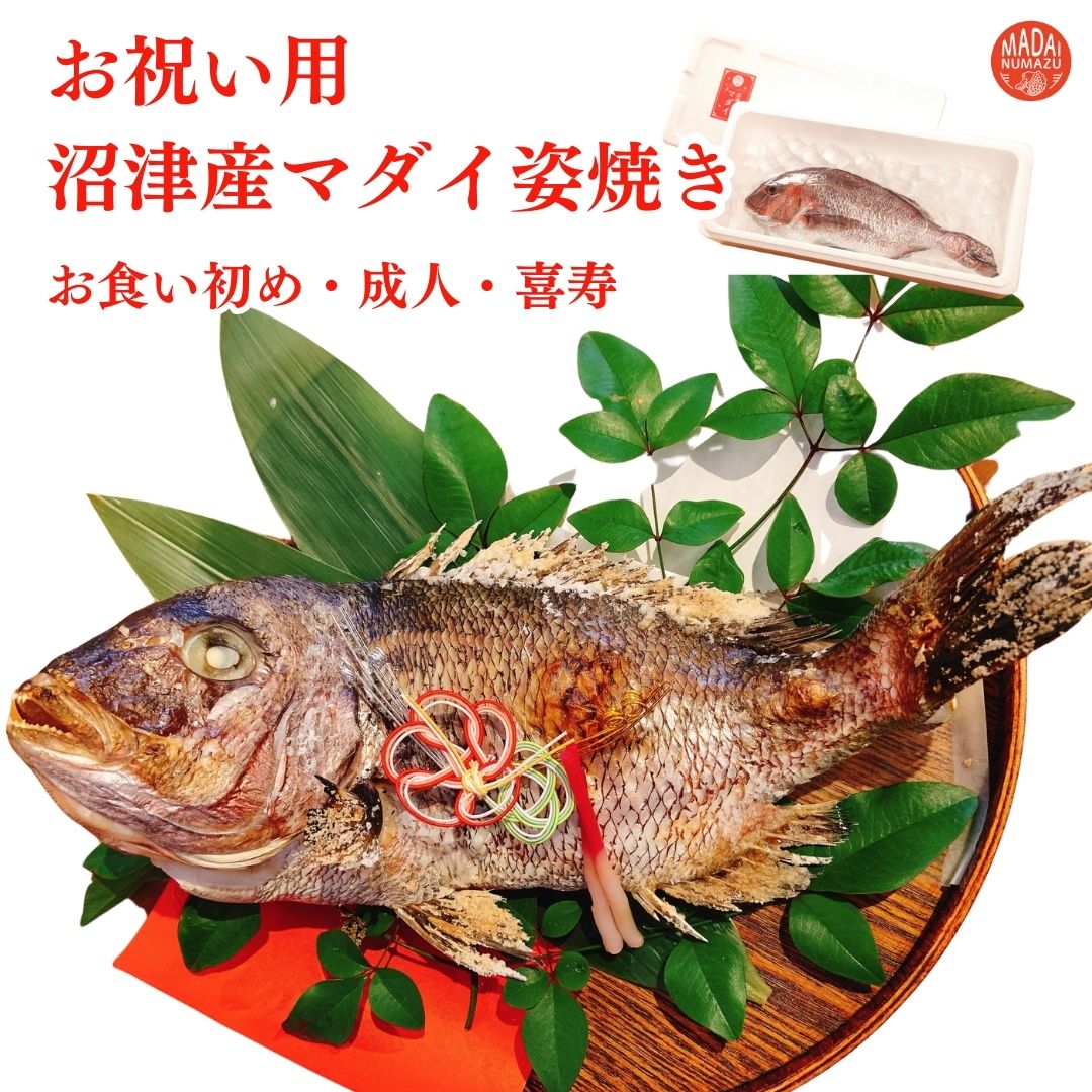 沼津産マダイの姿焼き お食い初め 鯛 鯛の塩焼き 鯛塩焼き 鯛お食い初め おくいぞめ 鯛おくいぞめ お祝い用鯛の塩焼き マダイ お祝い用鯛の姿焼き お祝いマダイ 誕生日 喜寿  海鮮 カマ焼き お祝いギフト 出産祝い 真鯛 姿焼き
