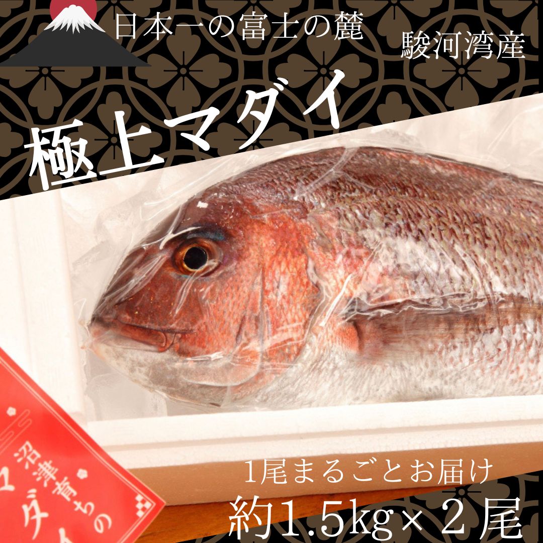 【楽天市場】【冷蔵】鯛 丸ごと直送 マダイ約1.5キロ×１尾 水揚げ 