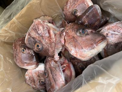 業務用 鯛あら 【 カマ付きカブト 】 約15キロ 箱込み 沼津産 頭とカマ 鯛アラかぶと 冷凍 鯛お頭 タイアラ 鯛あら お得サイズ ラーメン用アラ アラ 沼津産鯛 水洗い済み カマ焼き マダイアラ タイアラ 鯛 タイ マダイ カマ煮付け アラ あら あら汁 お頭 鯛お頭 鯛のお頭