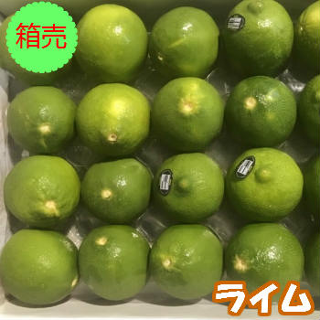 【送料無料】箱売 ライム 1箱 20玉程<br>20個 箱買い 箱売り まとめ買い 業務用 大量 おすすめ 人気 話題 口コミ クチコミ ランキング 取り寄せ お取り寄せ グルメ 商品 通販 味 美味しい 果物 フルーツ 果汁 ジュース 売ってる 場所 店 安い 激安
