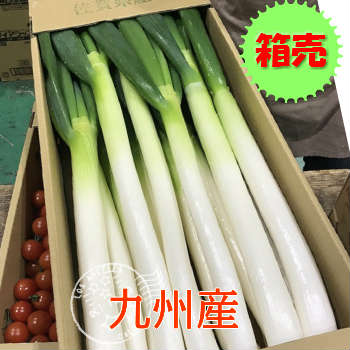 楽天市場 長葱 ナガネギ 別称 白葱 シロネギ 1ケース 25 55本前後 5kg前後 築地通販 おいしいなショップ