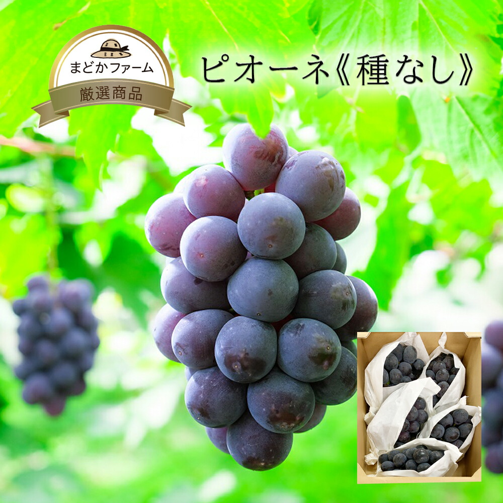 福岡八女産 種なしピオーネ 11〜12房