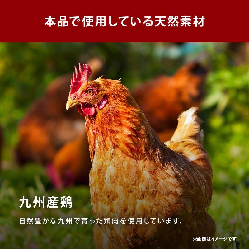 【セール限定 10%OFFクーポン有】前田家 完全無添加 チキンコンソメ 粉末タイプ 国産原料のみ 特許製法 料理のベーススープ 離乳食としても 無塩 化学調味料 酵母エキス グルテンフリー 醤油不使用 MAEDAYA 1000円ポッキリ 送料無料