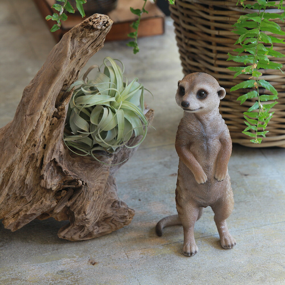 楽天市場】ミーアキャット 置物 ペットバンク Pet Bank Meerkat ミーア