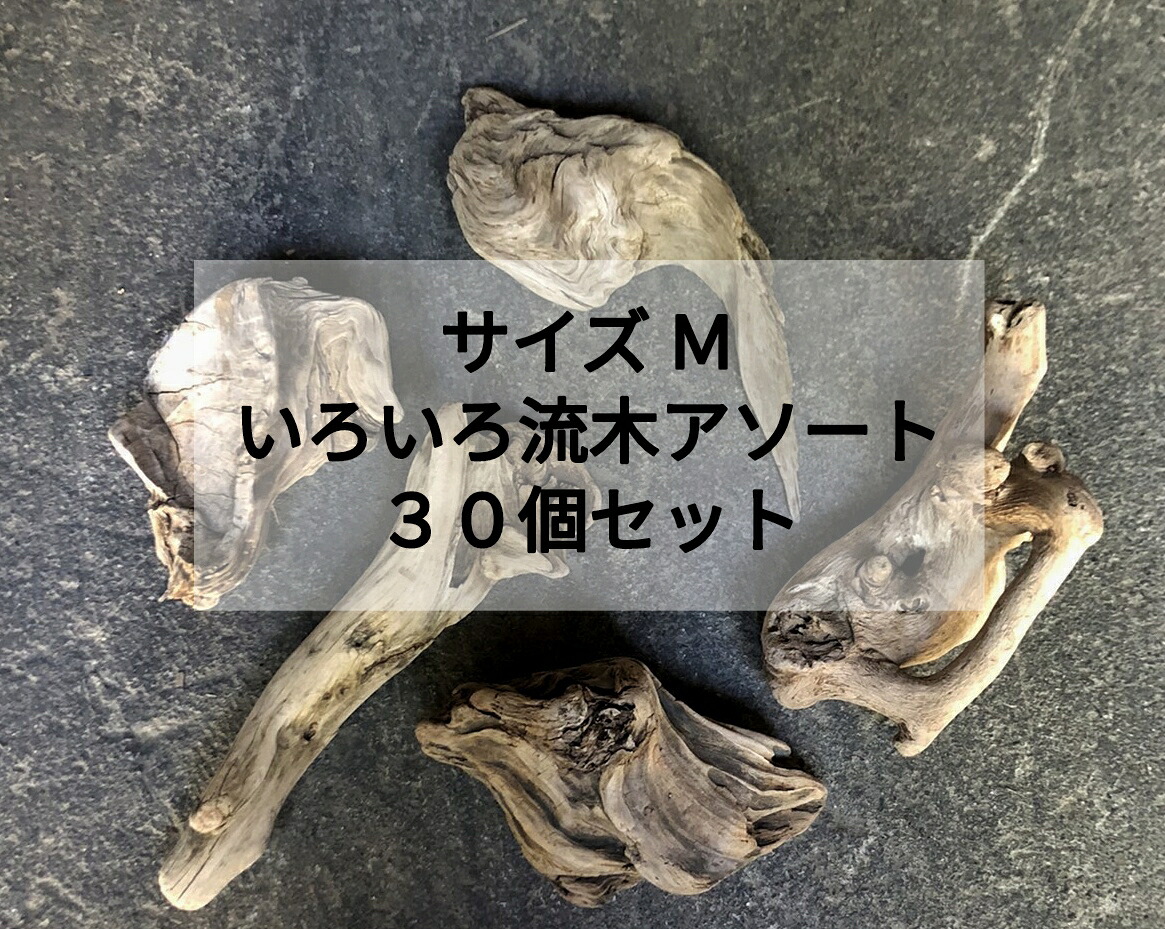【継続期間押さえる総やか書き割り】【貨物輸送無料】南信州産 生まれながら流木 【塊 うつり変わり 根 板】いろいろ流木 【アソート総やか３０個書き割り 】【大きさＭ 】 安上がりまとめ売り●流木室内装飾 お手てお手伝いさん DIY 多肉植物 素っ気ない御花 エアープランツ 吊るし 着床 フローリスト チランジア 着生植物