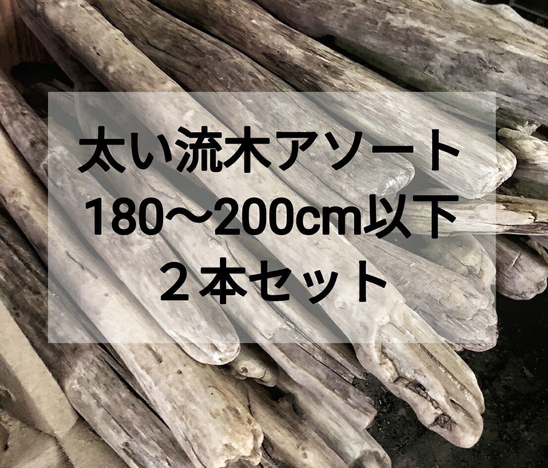 【貨物輸送無料】【いけ図々しい流木】枝流木 幹流木 太め流木 長長しい流木 生まれながら流木【180珊～200珊】【２本仕かける まとめ売り】安あがりアソート 真水流木 卸売 築き上げる DIY キャットタワー 流木室内装飾 流木工芸 ハ虫類 伏せ籠 猫 柵 大工仕事 絵図面 生まれながら白木 手摺り 革新 流木・砂利・レイアウト用品-流木-熱帯魚・アクアリウム