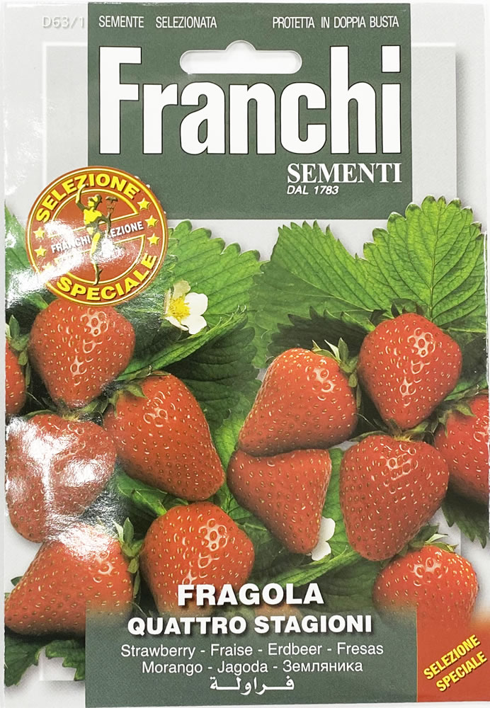 楽天市場 種まき 4 9月 四季なりイチゴの種 Lavanda Vera 63 1 Fr Anchi社 いちご 苺 種 たね 送料無料 ポスト投函便対象 マグーズショップ