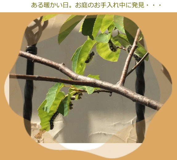 お得な3本組 防除用医薬部外品 250ml 天然水性害虫駆除剤 虫対策 無添加 殺虫剤 虫除け ピレカロール 防虫スプレー アウトドア 防虫剤 虫よけ オーガニック