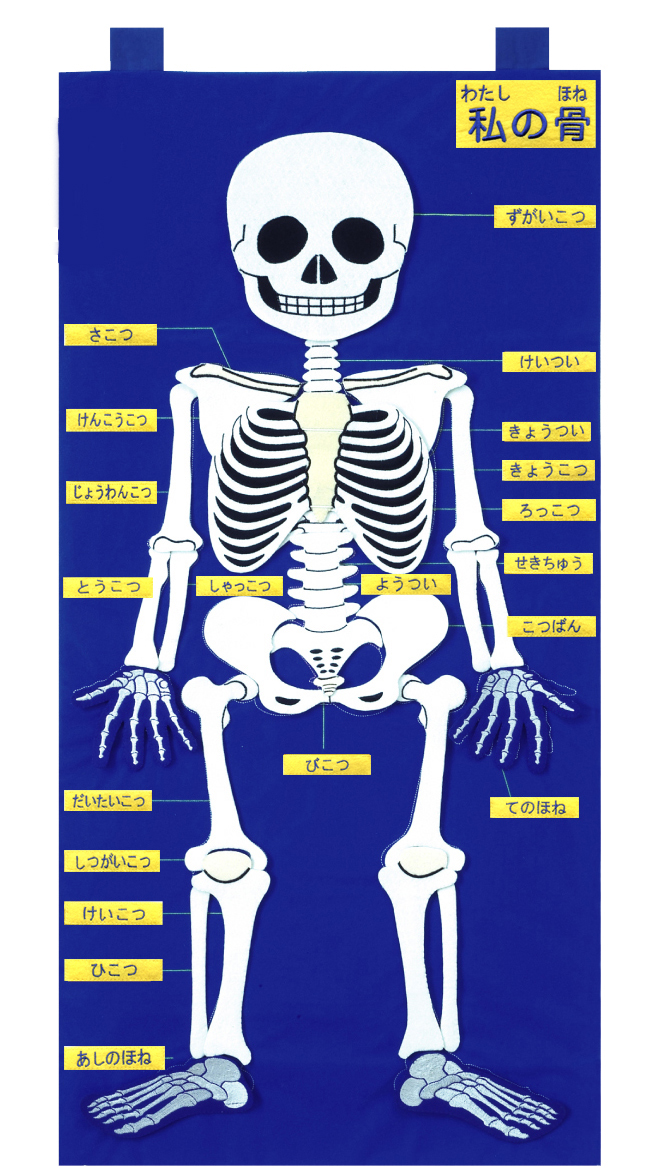 その他ベビー向けおもちゃ骨格をユーモラスに表した親しみやすいタペストリー 送料無料 布製ほねのしくみ 知育玩具の毎日元気
