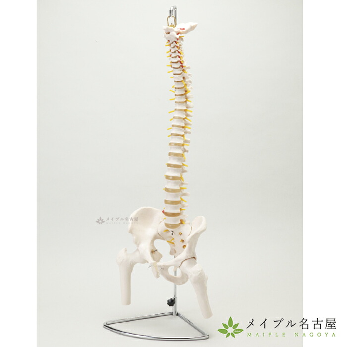 S+CURE　大腿骨付脊髄帯　神経整体模型｜鍼灸用品販売　メイプル名古屋