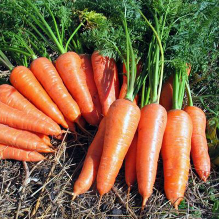 【楽天市場】【種です！】ニンジン 筑摩野五寸（ちくまのごすん）人参 国産タネ 野菜 たね 小袋（680粒）( 7・8月）：鍼灸用品販売 メイプル名古屋