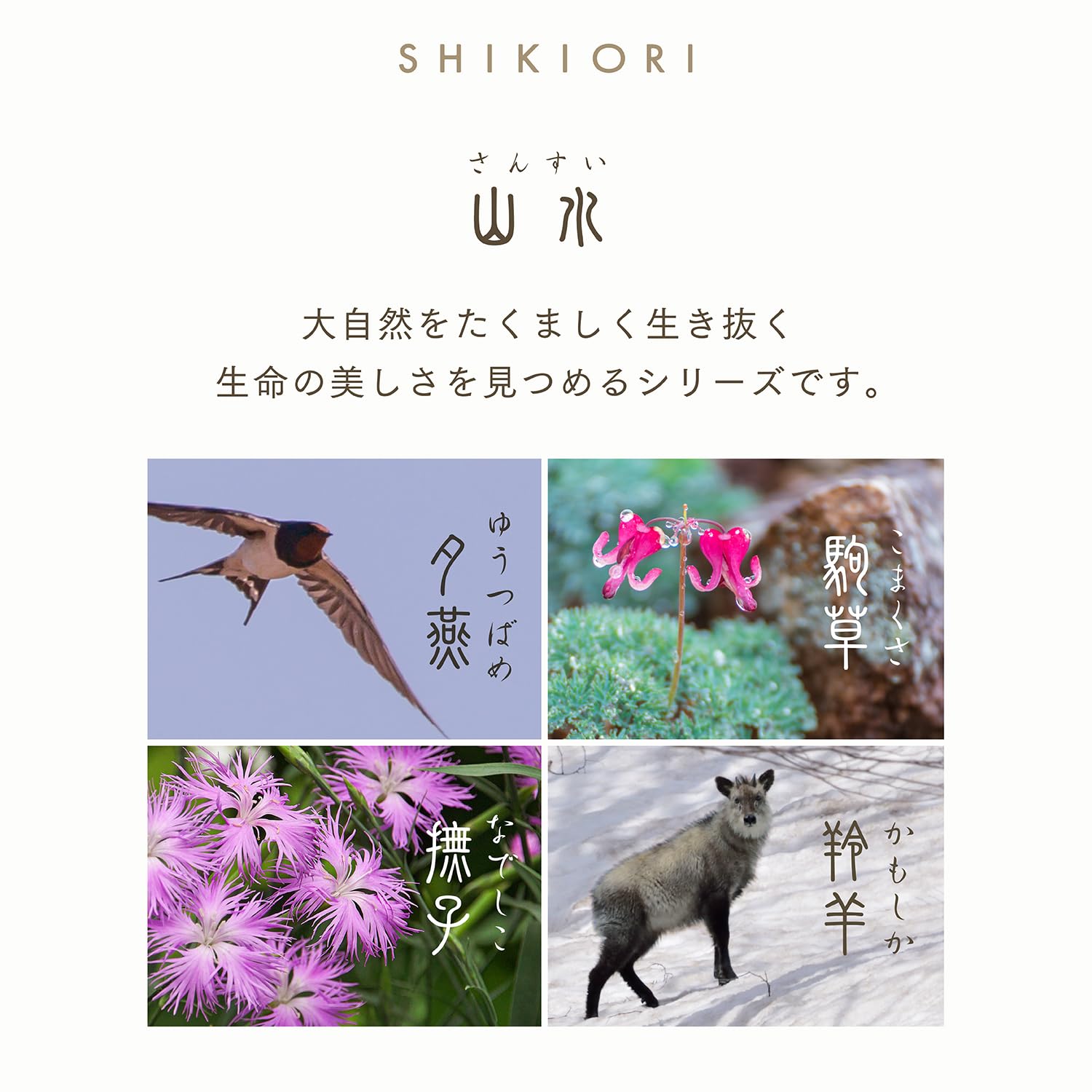 セーラー万年筆 万年筆 SHIKIORI 四季織 山水万年筆 撫子 中細 11-2051-303|Maison Outre