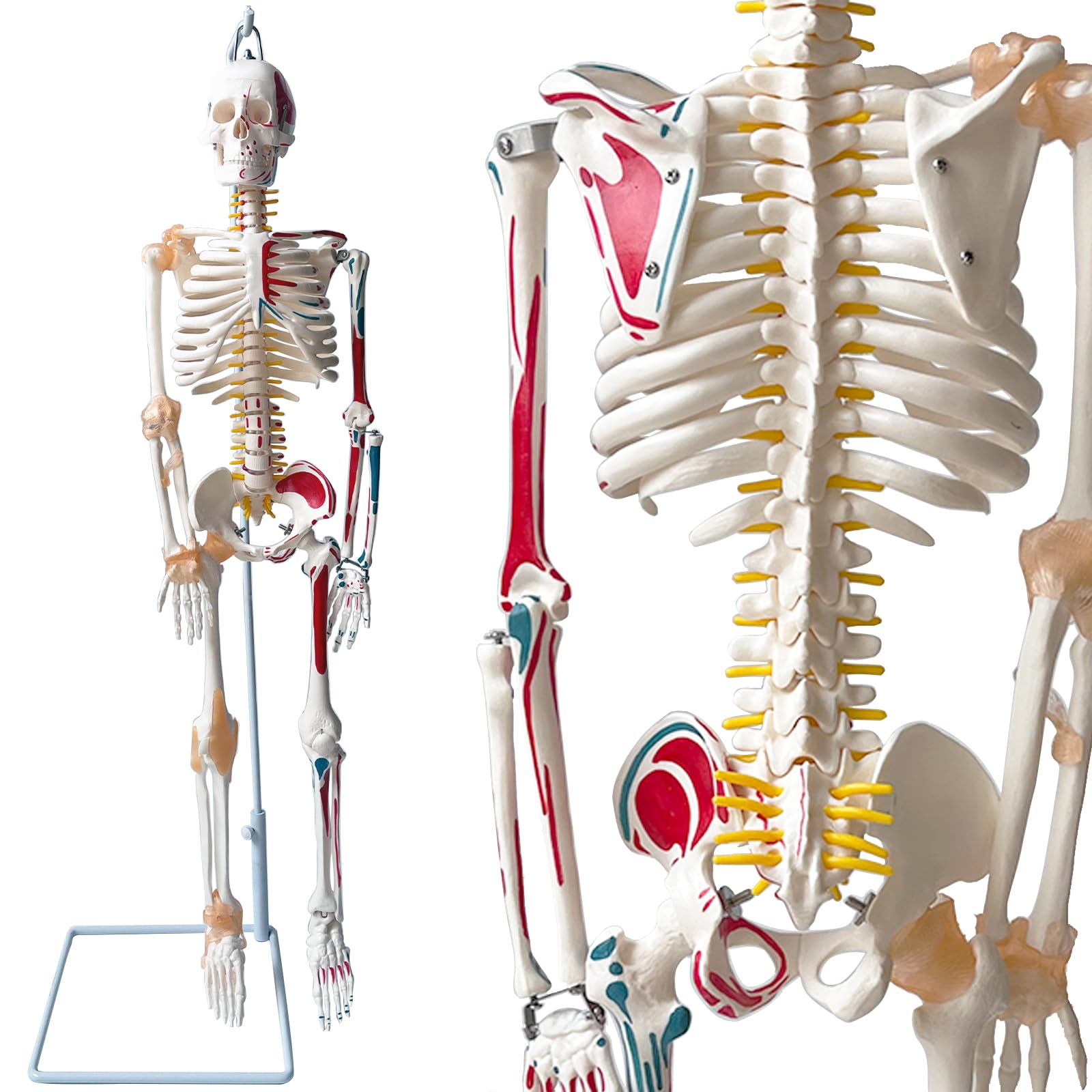 楽天市場】人体骨格模型 【サスペンションモデル 85cm スタンド付き