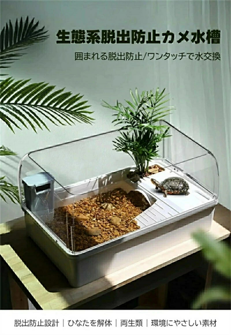 カメさま専用 クサガメKCCB ゼニガタ SOLD OUT – 完全予約制 かめぢから