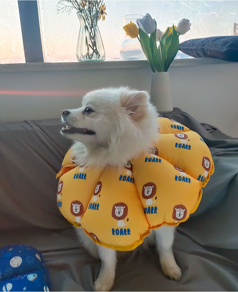 21特集 送料無料 エリザベスカラー 犬用 猫用 傷口保護 単 調節装着 簡可能 柔らかい 可愛い 軽量 手術怪我 ケガ 術後 噛む防止 ペット介護用品 調節可能 通気性 快適 Xs S Sm M L Www Saintmarkschool Org