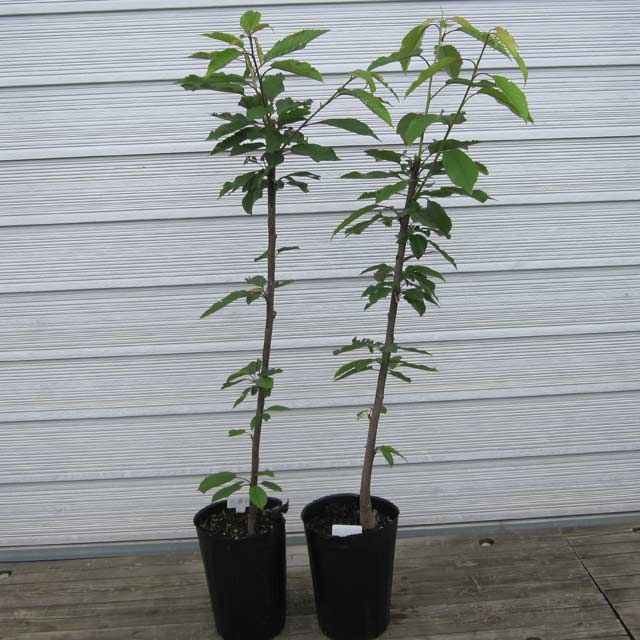 ☆お買い得セット☆サクランボ苗木 ナポレオン 佐藤錦 約80cm サクランボ 佐藤錦・ナポレオン 樹高80cm前後 交配品種2本セット