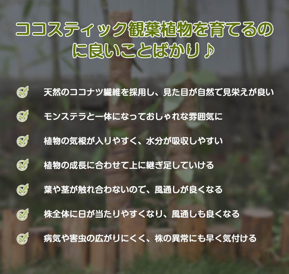 市場 月中5倍ポイント 植物支柱 ココスティック ココナッツ支柱 支柱 2点セット ココナッツパームスティック 植物 観葉 モンステラ 園芸