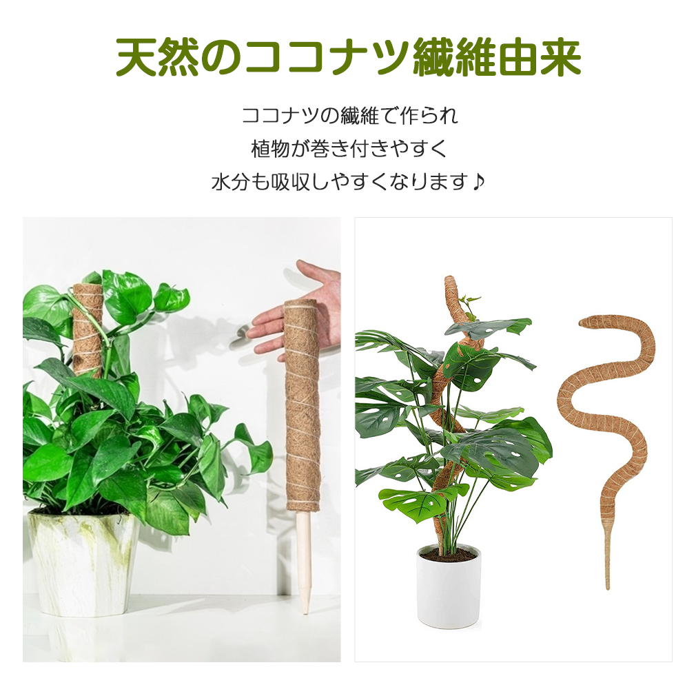 月中5倍ポイント 2点セット 植物 園芸 ココスティック ココナッツ支柱 モンステラ ココナッツパームスティック 観葉 支柱 植物支柱