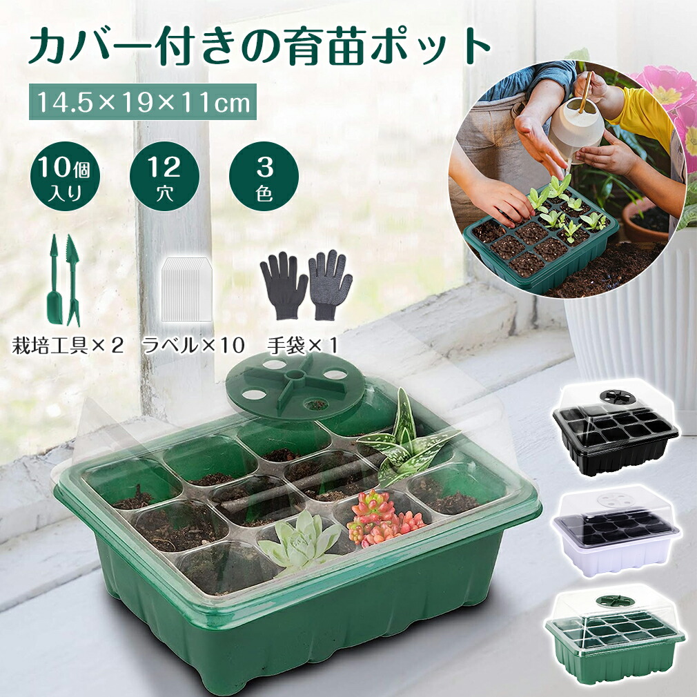 カンナ モニーク苗 ポットごと コンパクトボックス発送 カンナ