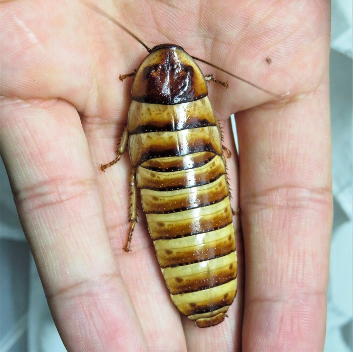 楽天市場 ゴーストポーセリンローチ クロムローチ 幼虫１０匹セット Cockroach アクアランド まっかちん