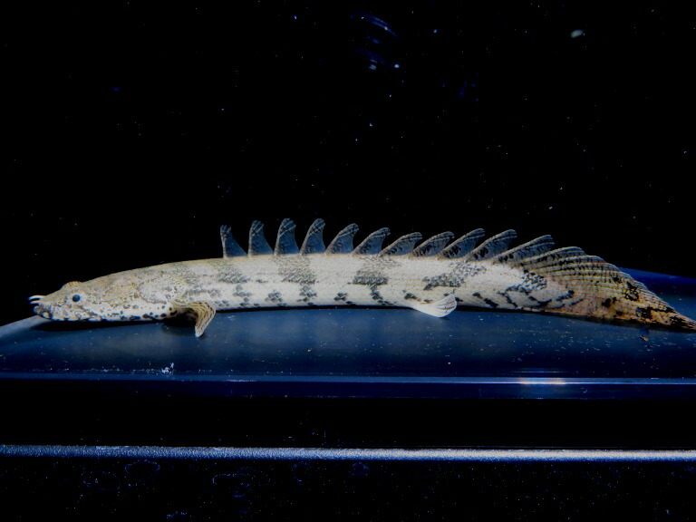 エンドリケリー ギニア産