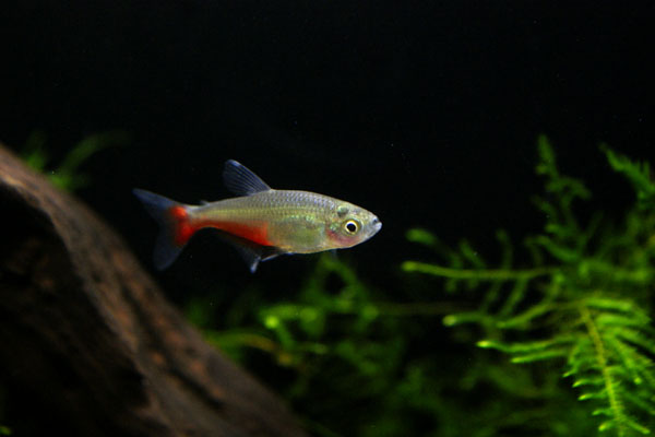 楽天市場 グリーンファイヤーテトラ ５匹セット アクアランド まっかちん