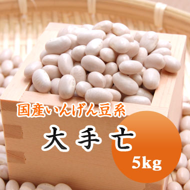 白いんげん豆 大手亡 白餡 北海道産 5kg 【令和５年産】 大容量