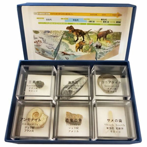 標本　示準化石６種　×　３箱セット