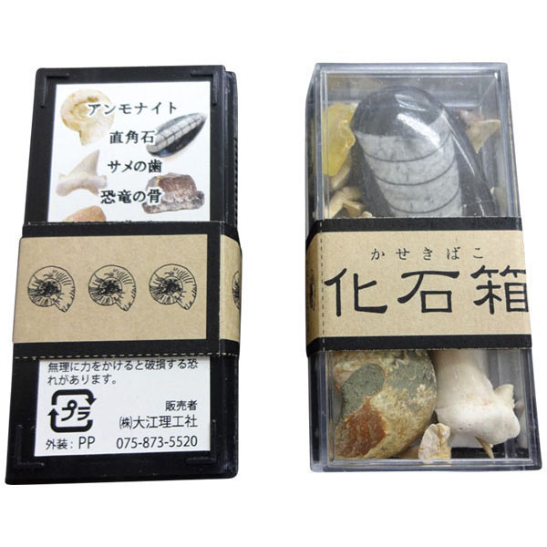 楽天市場】化石コレクション10種 : UnDigital科学博物店