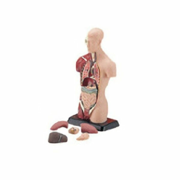 楽天市場】人体解剖模型45100 : 理化学ショップ楽天市場店