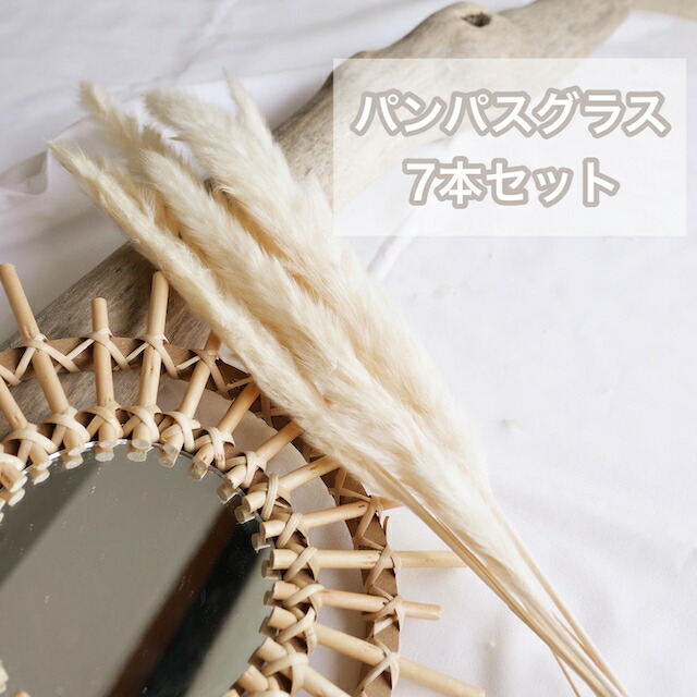 楽天市場 パンパスグラス 7本セット ドライフラワー パンパス ホワイトカラー クリームカラー ショップディスプレイ アンティーク 小ぶり ミニサイズ パンパスグラスドライ ススキ パンパス単品 ボヘミアンインテリア Manatula