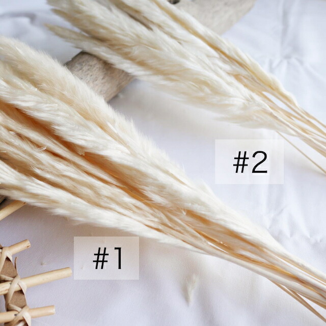 楽天市場 パンパスグラス 7本セット ドライフラワー パンパス ホワイトカラー クリームカラー ショップディスプレイ アンティーク 小ぶり ミニサイズ パンパスグラスドライ ススキ パンパス単品 ボヘミアンインテリア Manatula