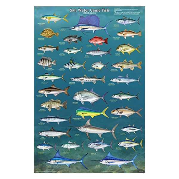 ラミネート ポスター Salt Water Game Fish 北アメリカ 海水魚 輸入ポスター 91cm 61cm 魚 フィッシュ イラスト 雑貨 インテリア Psicologosancora Es