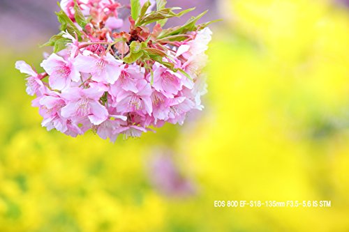 Canon デジタル一眼レフカメラ EOS 80D ダブルズームキット EF-S18-55
