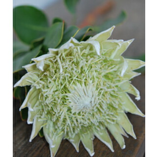 楽天市場 Kingprotea Cut Flower キングプロテア白 切り花 １本 Mangotreeflowermarket