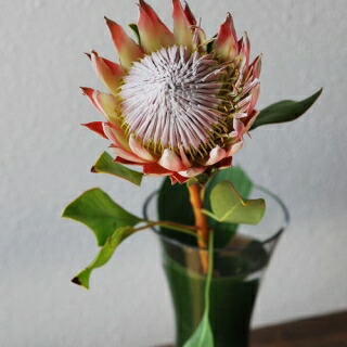 楽天市場 Kingprotea Cut Flower キングプロテア 切り花 １本 Mangotreeflowermarket