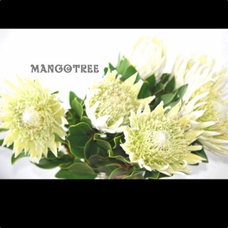 楽天市場 Kingprotea Cut Flower キングプロテア白 切り花 １本 Mangotreeflowermarket