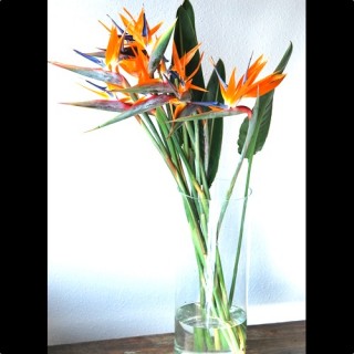 楽天市場 Bird Of Paradise Cut Flower ストレリチア 極楽鳥花 切り花 12本 Mangotreeflowermarket