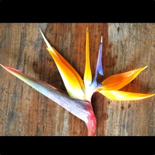 楽天市場 Bird Of Paradise Cut Flower ストレリチア 極楽鳥花 切り花 1本 Mangotreeflowermarket