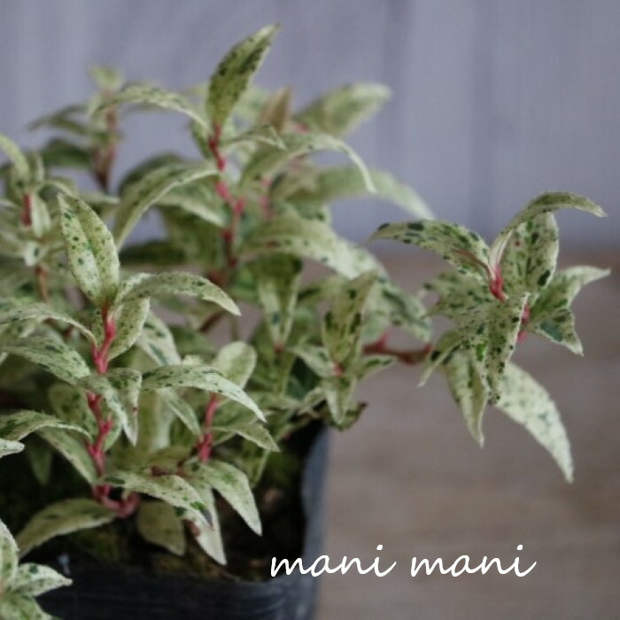 楽天市場】グレビレア「ドーンパープル」 5号 鉢底から約65～75cm