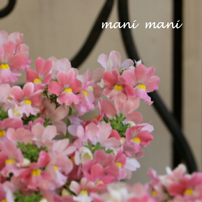 楽天市場】香るミニバラ「スイートチャリオット」2.5〜3.5寸苗 薔薇