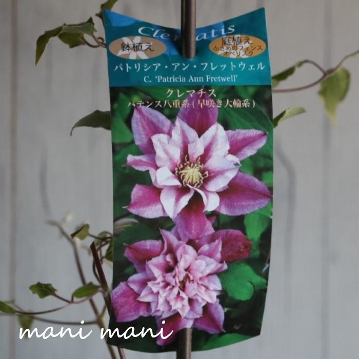 【楽天市場】及川フラグリーンオリジナルクレマチス「パトリシア・アン・フレットウェル」 4.5号鉢 パテンス八重系(早咲き大輪品種) 旧枝咲き