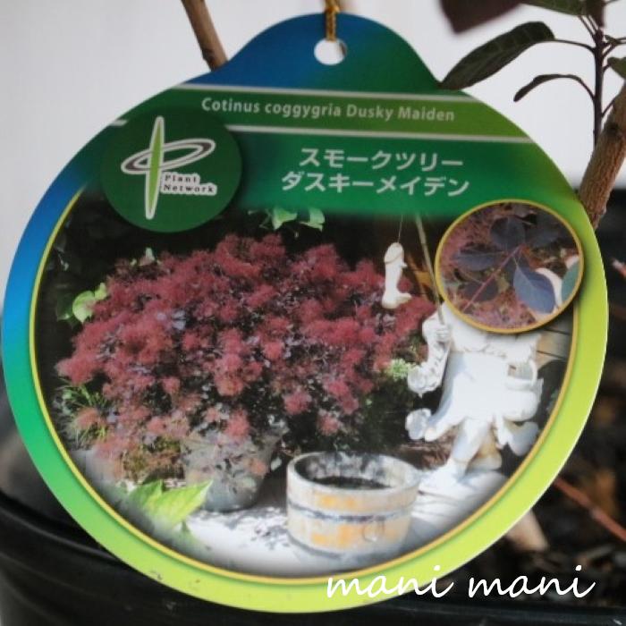 スモークツリー「ダスキーメイデン」8号ポット苗　庭植え　シンボルツリー　人気　ドライフラワー