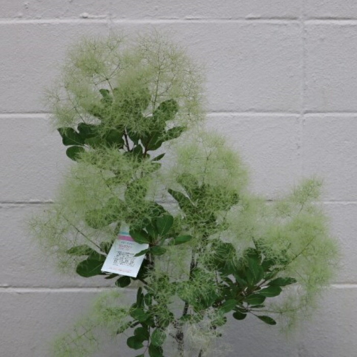 楽天市場】スモークツリー 苗 【ベルベットクローク （濃赤色）】 約