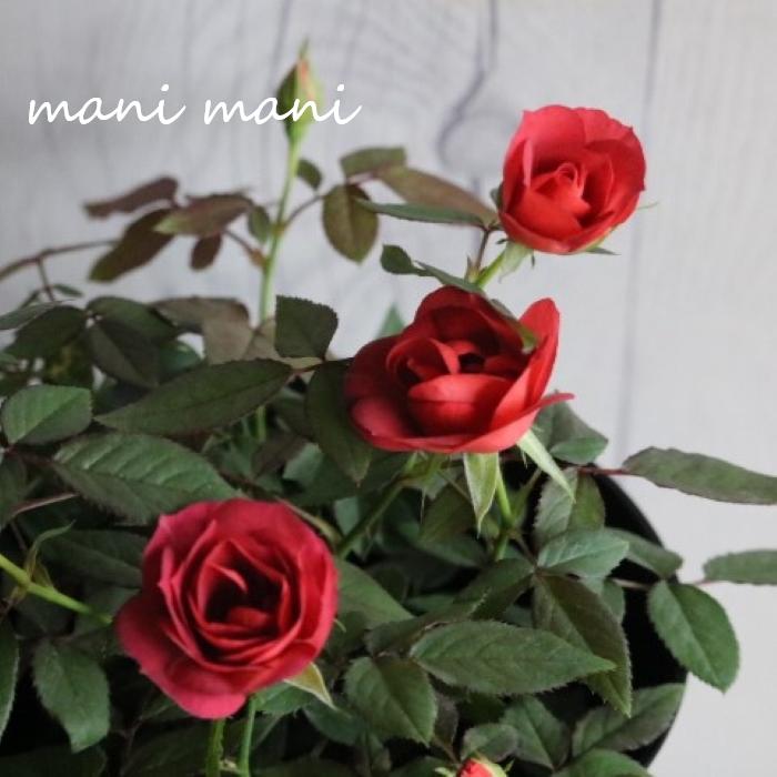 ビー　希少　小薔薇　赤レンジャー TUDOR（チュードル）小薔薇 オイスター 赤レンジャー 自動巻き