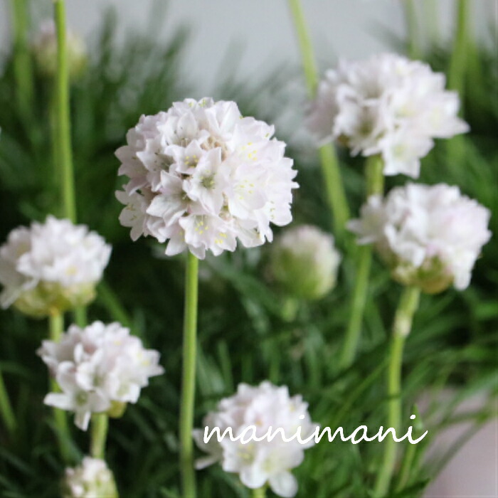 楽天市場】グレビレア「ドーンパープル」 5号 鉢底から約65～75cm