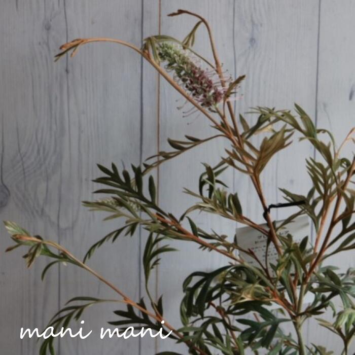 楽天市場】□南半球プランツフェア□ グレビレア ドーンパープル 5号