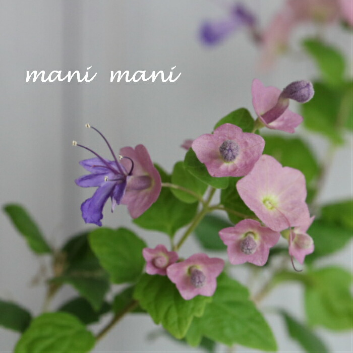 楽天市場】チャイニーズハット（ホルムショルディア） 苗 苗木 : 日本