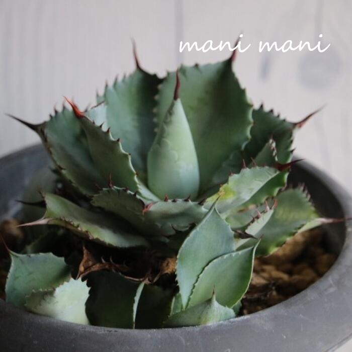 雷神の花 アガベ ポタトラム 多肉植物 園芸ネット本店｜アガベ：ポタトラム 雷神錦（らいじんにしき） 5号