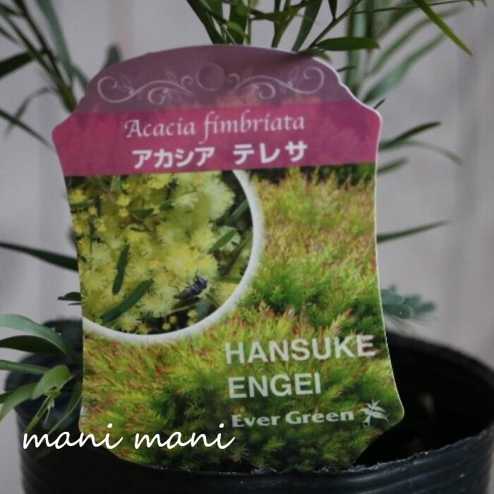 楽天市場】アカシアの木 【スペクタビリス】 7号ポット大苗 H1.3m 大苗